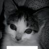 hafizz_169