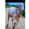 aungminkhant46572