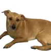 cookie_25623