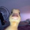 mr_quackthe3rd