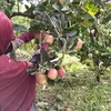 anha_azzahra