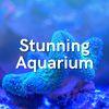 Stunning Aquarium Films