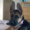 roxystar_germenshepherd