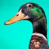 lilquackerz