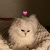 jennie_qeen8