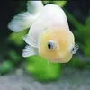 gmbzgoldfish
