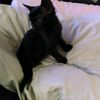catscatsc2