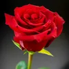 salm0727