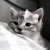 akhwatt_privateeee