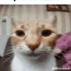 kittybunsforlife