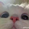 mysmallpetitelatinawaist