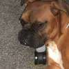 alfie_810