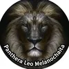 panthera_leomelanochaita