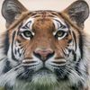 rare.tiger