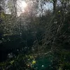 martinivampiree