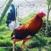 gallosteran