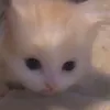 jrjrkdj1