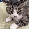 desminojmay