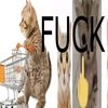 catlovesdeftones2