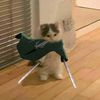 felipe_love_cats