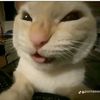 farhann_516