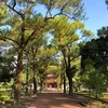 phongvan_1106