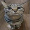 miezekatze972