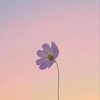 wildfloweerrrrrrr