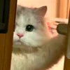 l_tam_