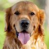 beautyandcutepet