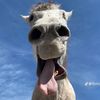 applepie_sky