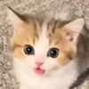 hdytlhbbh