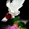 daothien84