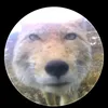 nphquan7