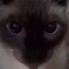 lisaaa__218