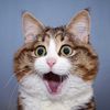 FunnyAnimals
