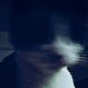 imz_17