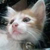 kucingku.sayank