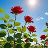 hayat_8605