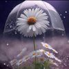 um_alisand