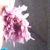 bylasanaburaideh5