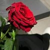 shaymaataha124