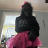 the_dancing_gorilla0