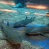 sharkekinstain