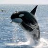 bilellorca