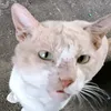 catskie.lovely