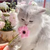 jasiecuti_1404