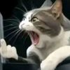 haaaaaaliiiiiiiii
