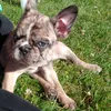 spikediebulldogge