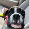 honeybuttertheboxer